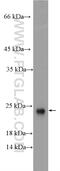 ADP Ribosylation Factor Like GTPase 2 Binding Protein antibody, 10090-2-AP, Proteintech Group, Western Blot image 