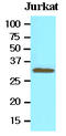 Toll Interacting Protein antibody, LS-C93808, Lifespan Biosciences, Western Blot image 