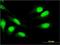 Myeloid Cell Nuclear Differentiation Antigen antibody, H00004332-M01, Novus Biologicals, Immunocytochemistry image 