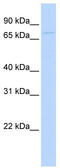 G2 And S-Phase Expressed 1 antibody, TA344129, Origene, Western Blot image 