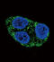 Tyrosinase antibody, 62-843, ProSci, Immunofluorescence image 