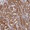 HAUS Augmin Like Complex Subunit 2 antibody, PA5-59013, Invitrogen Antibodies, Immunohistochemistry frozen image 