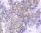 NFKB Inhibitor Beta antibody, NBP2-67645, Novus Biologicals, Immunohistochemistry paraffin image 