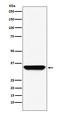 Adenosine A1 Receptor antibody, M01101, Boster Biological Technology, Western Blot image 