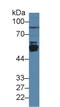 Cytochrome P450 Family 2 Subfamily E Member 1 antibody, LS-C297477, Lifespan Biosciences, Western Blot image 