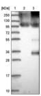 CD82 Molecule antibody, NBP1-81627, Novus Biologicals, Western Blot image 