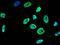 Proteasome activator complex subunit 3 antibody, GTX02278, GeneTex, Immunofluorescence image 