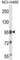 Splicing Factor Proline And Glutamine Rich antibody, abx027680, Abbexa, Western Blot image 