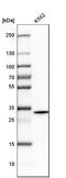 Rhomboid Domain Containing 1 antibody, HPA013972, Atlas Antibodies, Western Blot image 