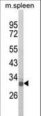 Oligodendrocyte Transcription Factor 3 antibody, LS-B11774, Lifespan Biosciences, Western Blot image 