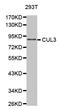 Cullin 3 antibody, STJ23292, St John