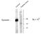 Dynamin 1 antibody, NB300-210, Novus Biologicals, Western Blot image 