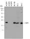 Cysteine And Glycine Rich Protein 1 antibody, AF5739, R&D Systems, Western Blot image 