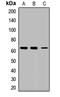 Asparaginyl-TRNA Synthetase antibody, LS-C668164, Lifespan Biosciences, Western Blot image 