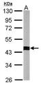 Actin Related Protein 1B antibody, GTX115347, GeneTex, Western Blot image 