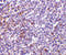 Interleukin 27 Receptor Subunit Alpha antibody, 2481, ProSci, Immunohistochemistry frozen image 