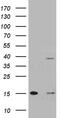 TM40L antibody, M14446, Boster Biological Technology, Western Blot image 