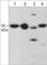 Dorsal Inhibitory Axon Guidance Protein antibody, DP3671, ECM Biosciences, Western Blot image 