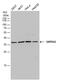 Glucosamine-6-Phosphate Deaminase 2 antibody, PA5-78634, Invitrogen Antibodies, Western Blot image 