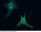 Adenylate Kinase 4 antibody, 12406-MM09, Sino Biological, Immunohistochemistry frozen image 