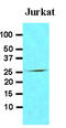 Fas Associated Via Death Domain antibody, LS-C93730, Lifespan Biosciences, Western Blot image 