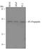 Neurotrophin 4 antibody, AF3450, R&D Systems, Western Blot image 