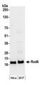 Ubiquitin Conjugating Enzyme E2 A antibody, NB100-553, Novus Biologicals, Western Blot image 