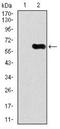 Calcium/Calmodulin Dependent Protein Kinase IV antibody, NBP2-37428, Novus Biologicals, Western Blot image 