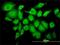 Tripartite Motif Containing 25 antibody, H00007706-M02, Novus Biologicals, Immunofluorescence image 