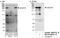 Lysine Demethylase 3B antibody, NB110-38879, Novus Biologicals, Western Blot image 