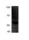 Q61456 antibody, NBP1-02902, Novus Biologicals, Western Blot image 