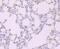 FKBP Prolyl Isomerase 5 antibody, NBP2-75490, Novus Biologicals, Immunohistochemistry paraffin image 