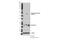 Keratin 20 antibody, 39359S, Cell Signaling Technology, Western Blot image 