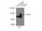 Growth Factor Receptor Bound Protein 7 antibody, 10045-1-Ig, Proteintech Group, Immunoprecipitation image 