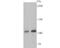 Exportin 1 antibody, NBP2-75448, Novus Biologicals, Western Blot image 