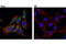 Eukaryotic Translation Initiation Factor 4B antibody, 13088S, Cell Signaling Technology, Immunocytochemistry image 