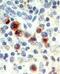 Epstein-Barr Virus Induced 3 antibody, MA5-24805, Invitrogen Antibodies, Immunohistochemistry paraffin image 