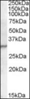 Peptidoglycan Recognition Protein 1 antibody, orb94107, Biorbyt, Western Blot image 