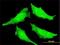 SUMO Specific Peptidase 7 antibody, H00057337-M01, Novus Biologicals, Immunofluorescence image 