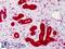 Caspase 4 antibody, LS-B710, Lifespan Biosciences, Immunohistochemistry frozen image 