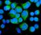 Protein Phosphatase 1 Regulatory Subunit 12A antibody, PA1681, Boster Biological Technology, Immunofluorescence image 