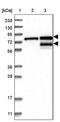 Transmembrane And Tetratricopeptide Repeat Containing 2 antibody, PA5-55466, Invitrogen Antibodies, Western Blot image 