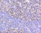 Chromobox 5 antibody, 13-998, ProSci, Immunohistochemistry paraffin image 