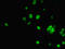 Acidic Nuclear Phosphoprotein 32 Family Member A antibody, orb352982, Biorbyt, Immunofluorescence image 