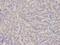 NIMA Related Kinase 2 antibody, LS-C334005, Lifespan Biosciences, Immunohistochemistry frozen image 
