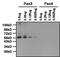 Paired Box 3 antibody, PA1-107, Invitrogen Antibodies, Western Blot image 