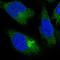 Protein Phosphatase 4 Regulatory Subunit 4 antibody, HPA041866, Atlas Antibodies, Immunocytochemistry image 