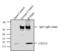 C-X-C motif chemokine 5 antibody, 700656, Invitrogen Antibodies, Immunoprecipitation image 