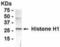 H1 Histone Family Member 0 antibody, NB300-373, Novus Biologicals, Western Blot image 