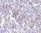 Transmembrane Channel Like 6 antibody, NBP1-76892, Novus Biologicals, Immunohistochemistry frozen image 